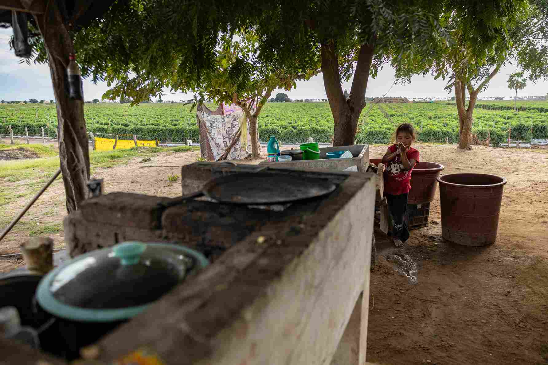 Mitos y realidades sobre el Dengue: lo que necesitas saber