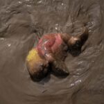 JUGUETE EN EL AGUA DURANTE INUNDACIÓN EN VERACRUZ